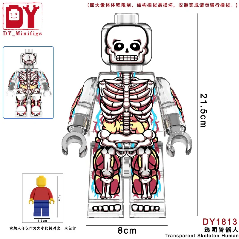 DY1813-1814 Transparent human anatomical skeleton Minifigures - Image 2