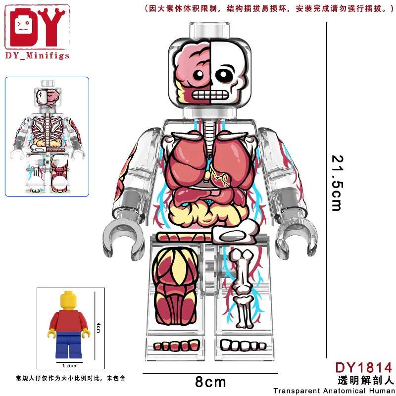 DY1813-1814 Transparent human anatomical skeleton Minifigures - Image 3